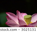 Lotus flower  3025131