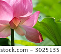 Lotus flower  3025135