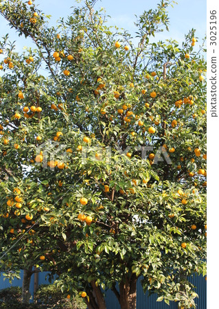 Yuzu tree 3025196