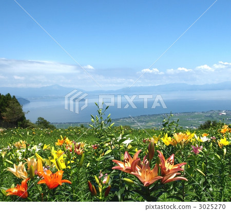 琵琶湖函館山百合園、盛開的百合花和琵琶湖風光、夏日風光 琵琶湖函館山百合園、盛開的百合花和琵琶湖風光、夏日風光 3025270