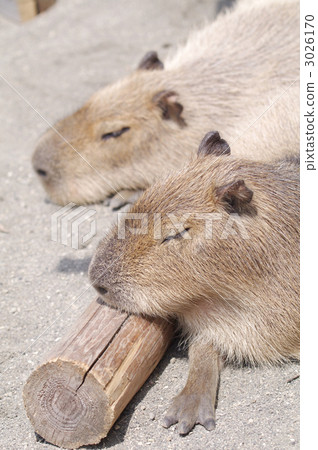 capybara, terrestrial animal, sunny spot 3026170