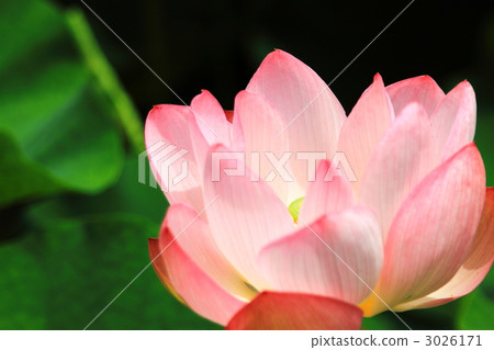 Lotus flower  3026171
