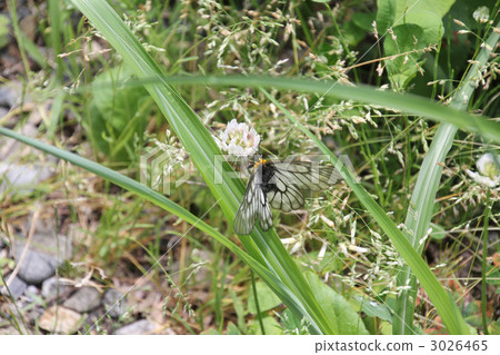 烏蘇巴族 3026465