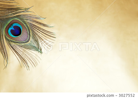 Peacock feathers 3027552