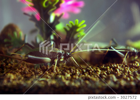 側向昆蟲 3027572