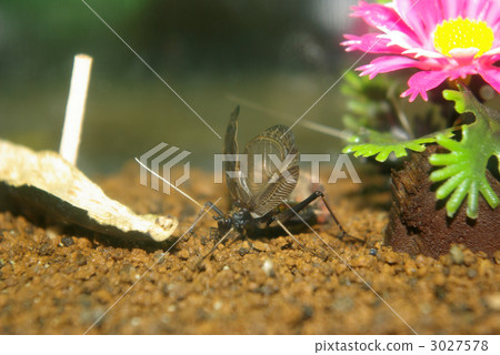 翼蔓蚯蚓 3027578