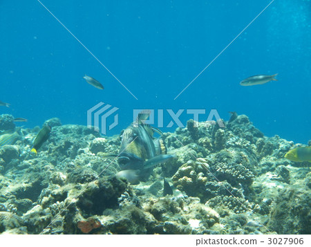 blacktip reef shark triggerfish, coral, fish 3027906