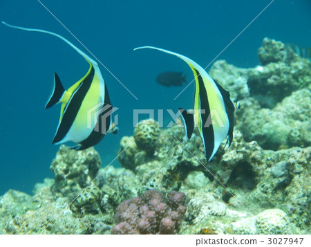 tonosamadai, coral, fish 3027947