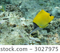 珊瑚 珊瑚礁 魚 3027975