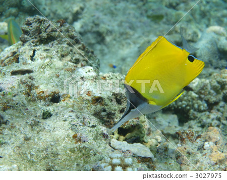 longnose butterflyfish, coral, fish 3027975