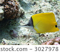 魚 鹹水魚 海水魚 3027978