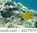 魚 鹹水魚 海水魚 3027979