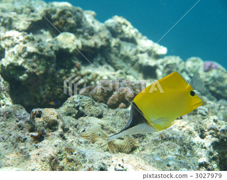 魚 鹹水魚 海水魚 3027979