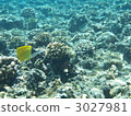 珊瑚 珊瑚礁 魚 3027981