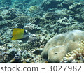 鹹水魚 海水魚 海魚 3027982