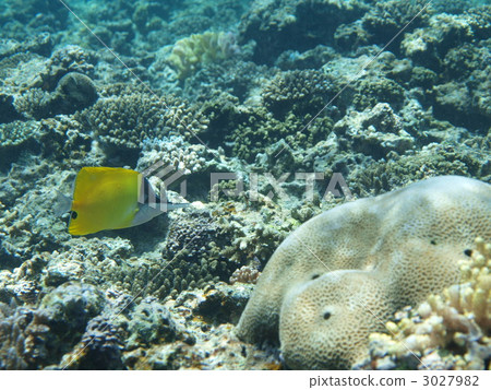 鹹水魚 海水魚 海魚 3027982