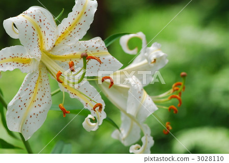 golden-banded lily, bloom, blossom 3028110