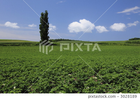 馬鈴薯田 田野 原野 3028189