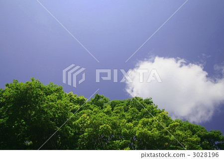 Sky and big tree 3028196