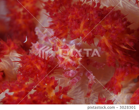 Isocompace pea 3028301