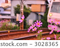 cosmos, cosmea, tokaido line 3028365