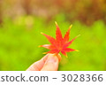 maple, yellow leafe, grab 3028366