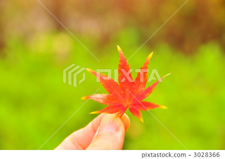 maple, yellow leafe, grab 3028366