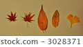 Arranged fallen leaves 3028371
