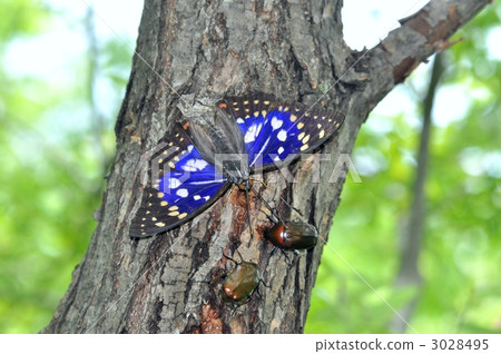 butterfly, butterflies, giant purple 3028495