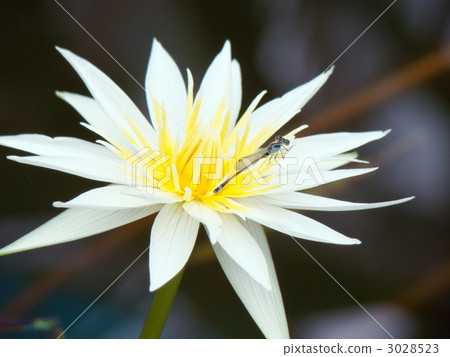 Tropical water lily clover Toritombo 3028523