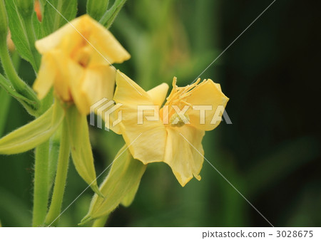 老鷹之花 老鷹之花 3028675