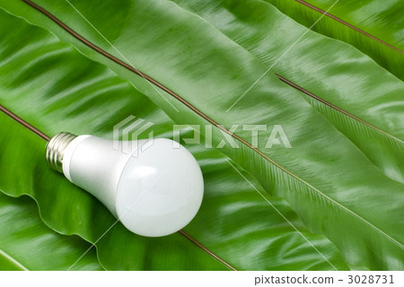 LED燈泡和蕨類植物 3028731