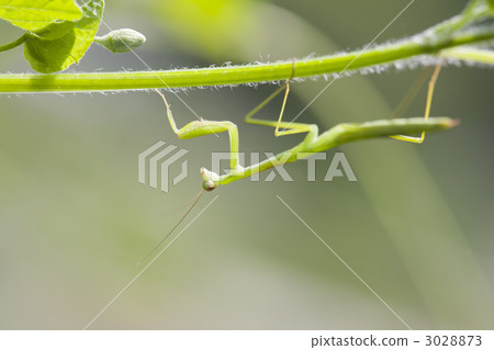 Mantis larvae crossing vines 3028873