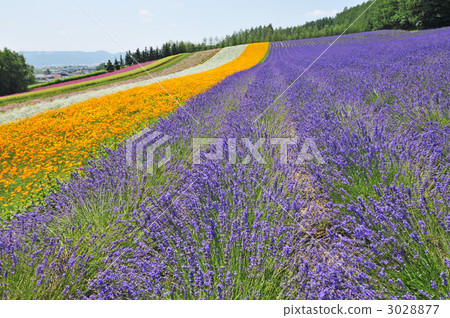 Summer of Tomita Farm Summer of Tomita Farm 3028877