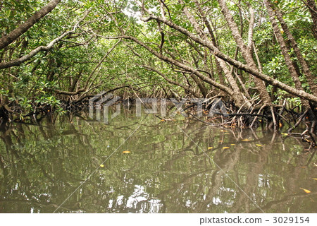 Mangrove forest at the Fukutogawa River (Ishigakijima / Okinawa Prefecture) 3029154