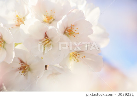 櫻花 櫻 賞櫻 3029221