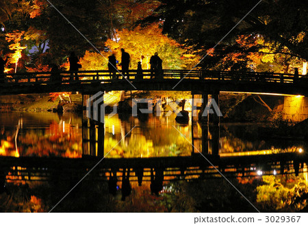 Illuminated Hikone Castle Genkyuen / Autumn (Hikone City, Shiga Prefecture) 3029367