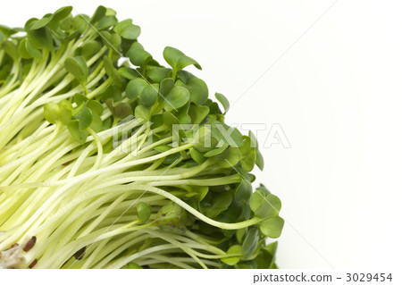 Kaiwai Daikon 3029454