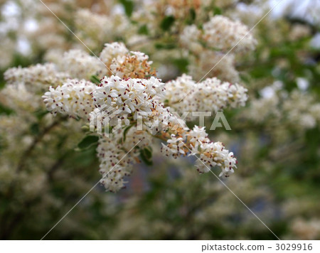 紫丁香 紫丁香 3029916