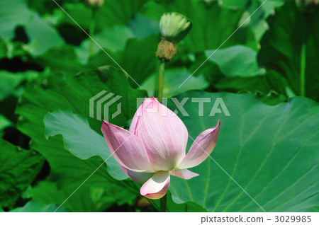 蓮花 蓮花 3029985