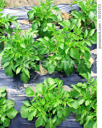 Potato leaves 3030353