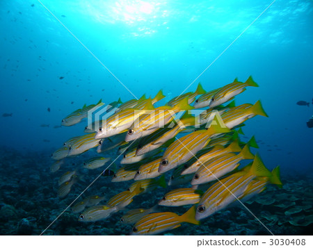 Flock of Yosugefedai 3030408