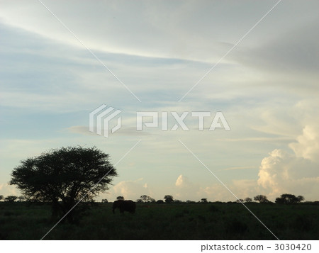 Elephant cuddling with the sunset trees of nature At Africa Kenya 3030420