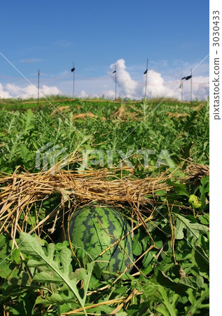 西瓜的領域 西瓜的領域 3030433