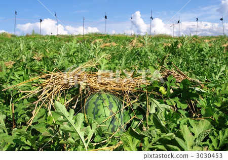 西瓜的領域 西瓜的領域 3030453