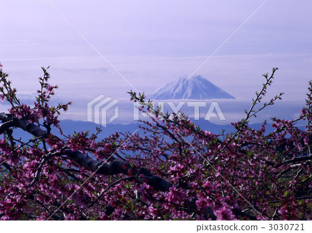 20904富士山桃花 20904富士山桃花 3030721