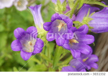 風鈴草屬植物 品紅 勃艮第 3031332
