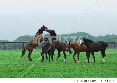 animal, animals, equine 3031497
