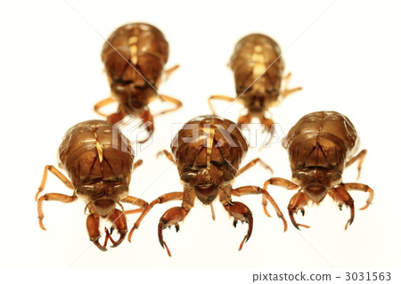 空五重奏 空五重奏 3031563