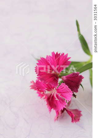 green leaf, fringed pink, stationery 3031564